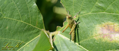 Patanga japonica