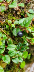 Gaultheria nummularioides