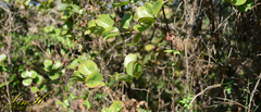 Smilax china