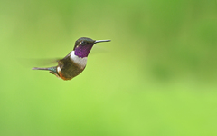 Philodice mitchellii