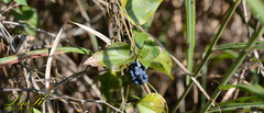 Cocculus orbiculatus