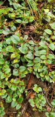 Gaultheria nummularioides