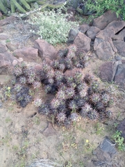 Corynopuntia invicta