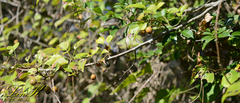 Malus toringo