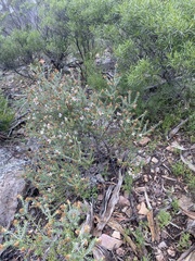 Olearia pimeleoides