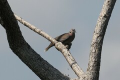 Streptopelia decipiens