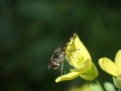 Melangyna viridiceps