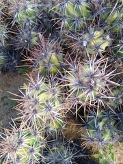 Corynopuntia invicta
