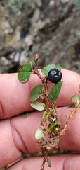 Gaultheria nummularioides
