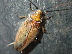 Blattodea