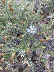 Olearia pimeleoides