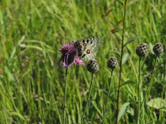 Parnassius apollo