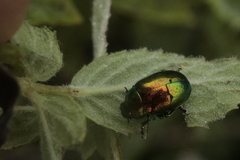 Chrysolina herbacea