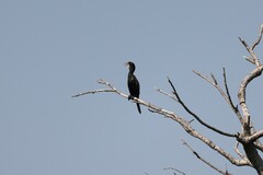 Microcarbo africanus