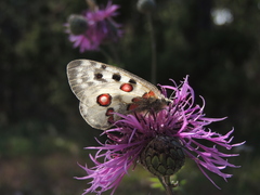 Parnassius apollo