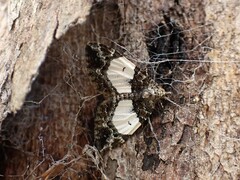 Chrysolarentia phaedra