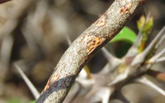 Thelotornis capensis capensis