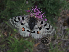 Parnassius apollo