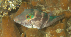 Canthigaster valentini