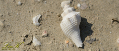 Brunneifusus ternatanus