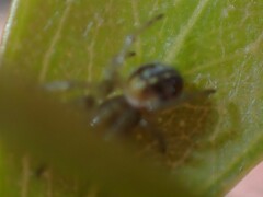 Zygiellinae