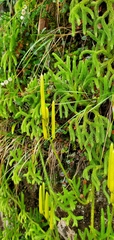 Lycopodium