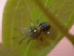 Zygiellinae