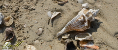 Brunneifusus ternatanus