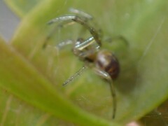 Zygiellinae