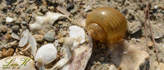 Pomacea canaliculata