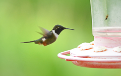 Philodice mitchellii