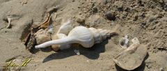 Buccinoidea
