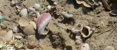 Modiolus auriculatus