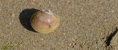 Ungulinidae