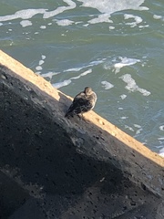 Calidris maritima