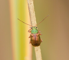 Edusella perplexa