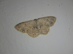 Scopula marginepunctata