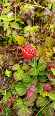 Rubus nepalensis