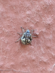 Holcogaster fibulata