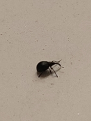 Curculionoidea