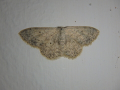 Scopula marginepunctata
