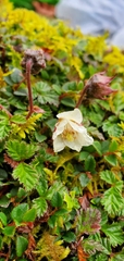 Rubus nepalensis