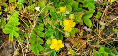 Potentilla