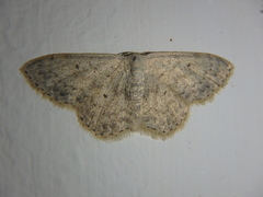 Scopula marginepunctata
