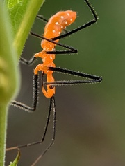 Zelus longipes