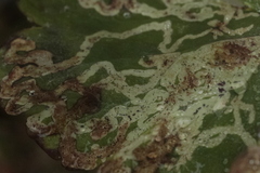 Stigmella anomalella