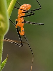 Zelus longipes