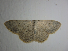 Scopula marginepunctata