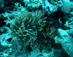 Amphiprion biaculeatus