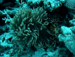 Amphiprion biaculeatus